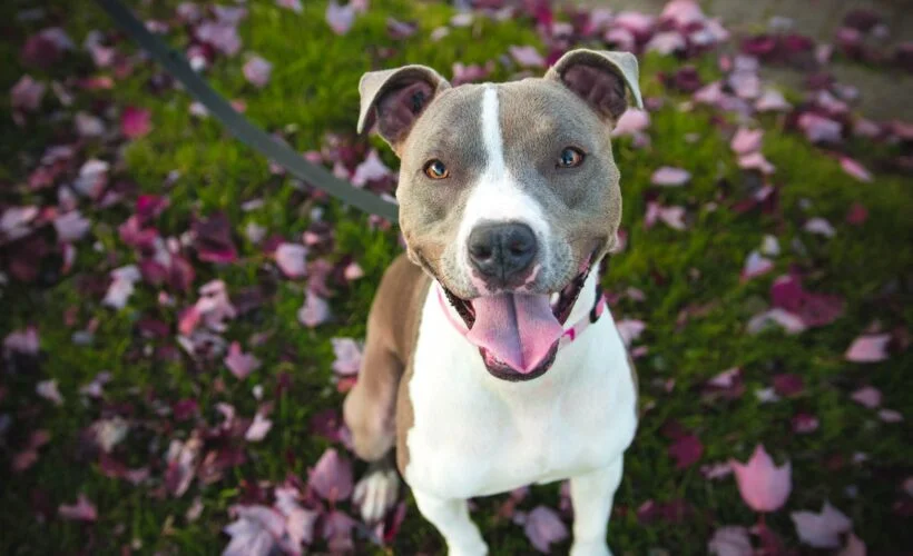 Chien catégorie 2 American Staffordshire Terrier