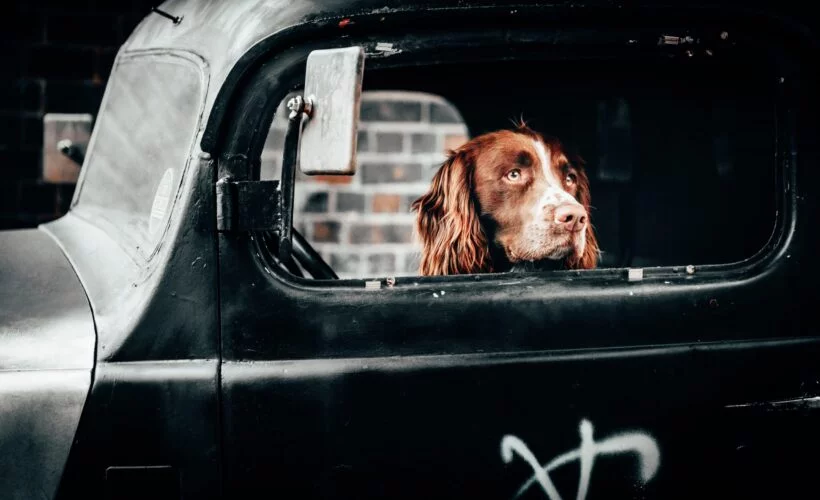 Chien dans une voiture