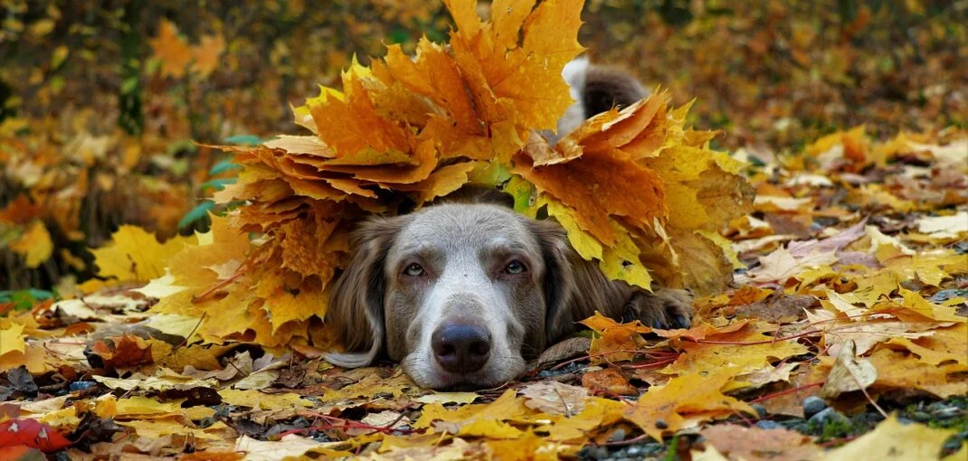 Chien sous les feuilles