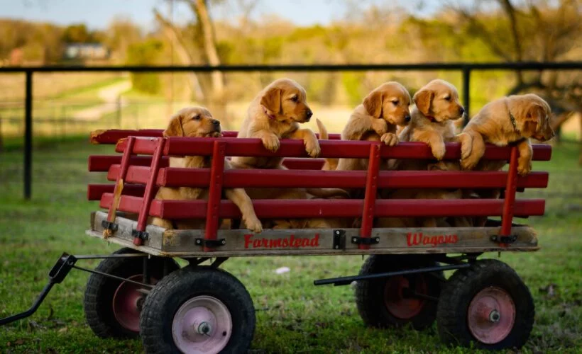 Chiens dans une brouette