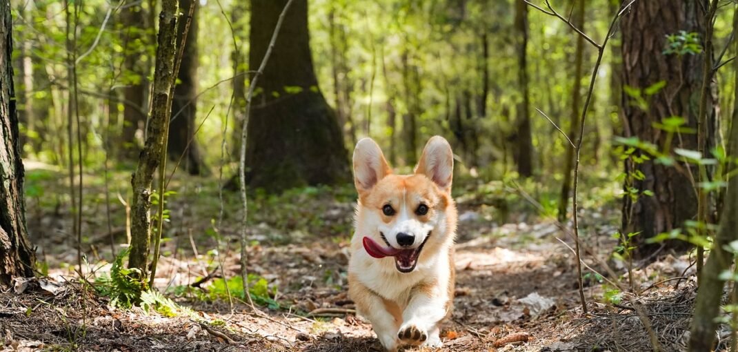 Corgi dans la forêt