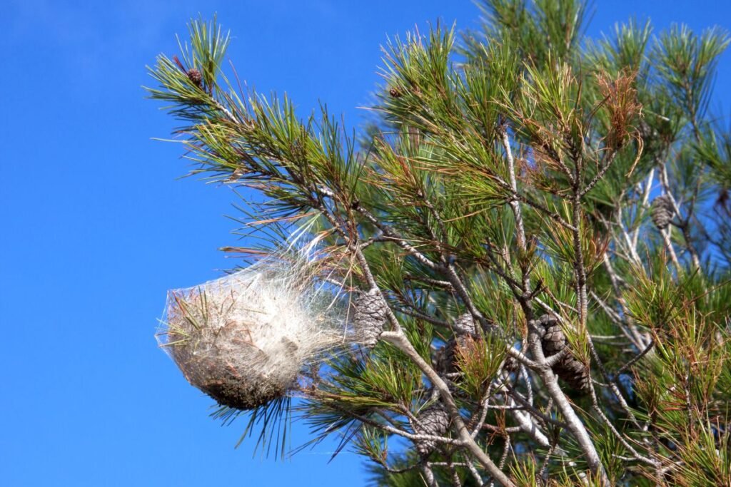 Les dangers des chenilles processionnaires