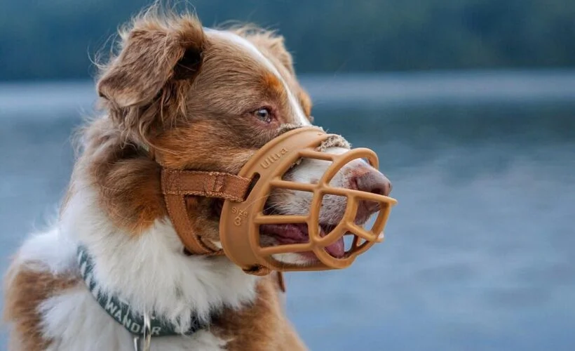 La muselière concerne tous les chiens