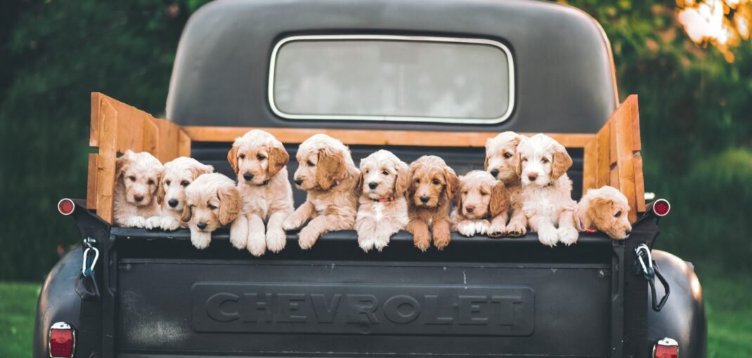 Bande de chiens mignons dans une voiture