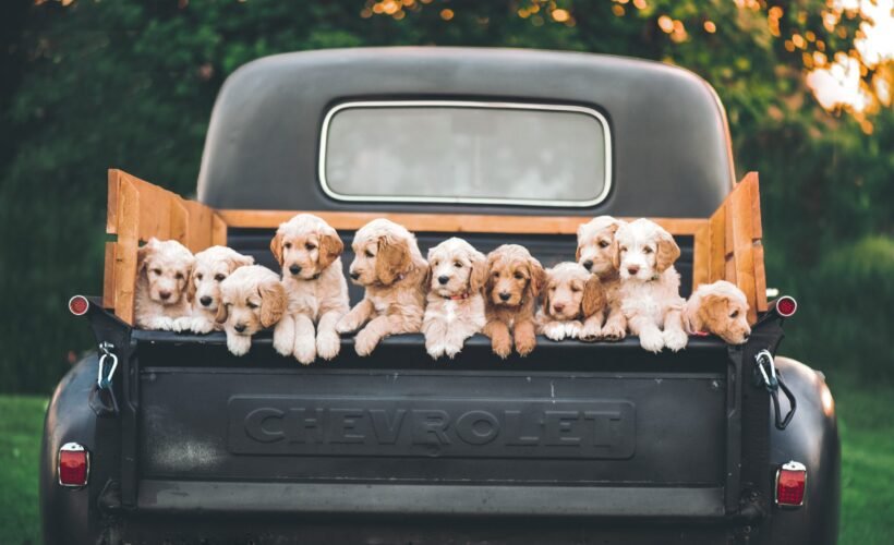 Bande de chiens mignons dans une voiture