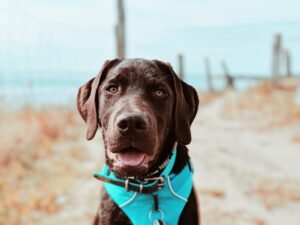 Labrador retriever avec foulard