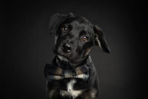 Labrador retriever avec un noeud papillon