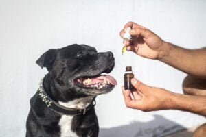 Les bienfaits de l'huile de saumon chez le chien