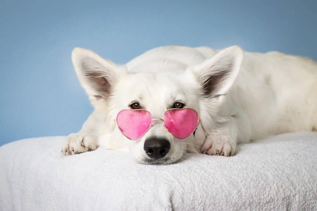 Chien berger blanc lunettes roses détente lit