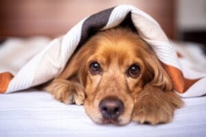 Chien couché sous un plaid