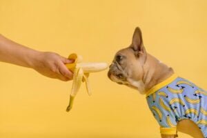 Guide transition alimentaire pour chien