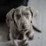 Chiot qui regarde l'objectif