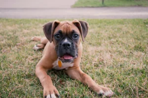 Chiot couché dans l'herbe