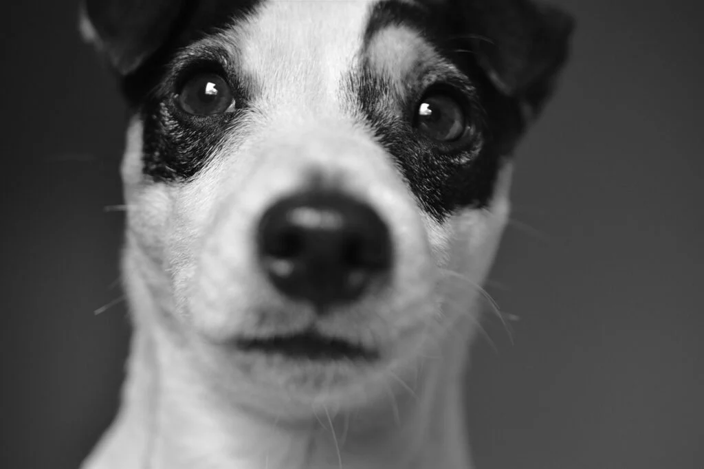 Jack Russell qui regarde l'objectif