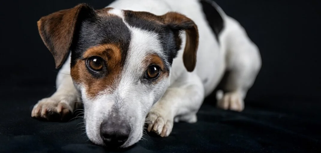 Jack Russelle qui regarde l'objectif