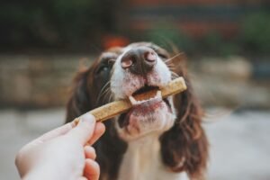 Les bienfaits de la mastication naturelle chez le chien