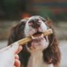 Les bienfaits de la mastication naturelle chez le chien
