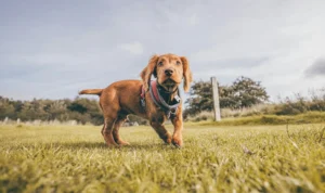 Chiot qui regarde l'objectif