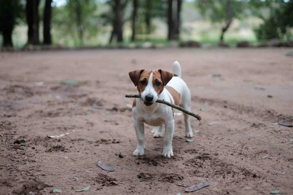 Chien avec baton dans la gueule