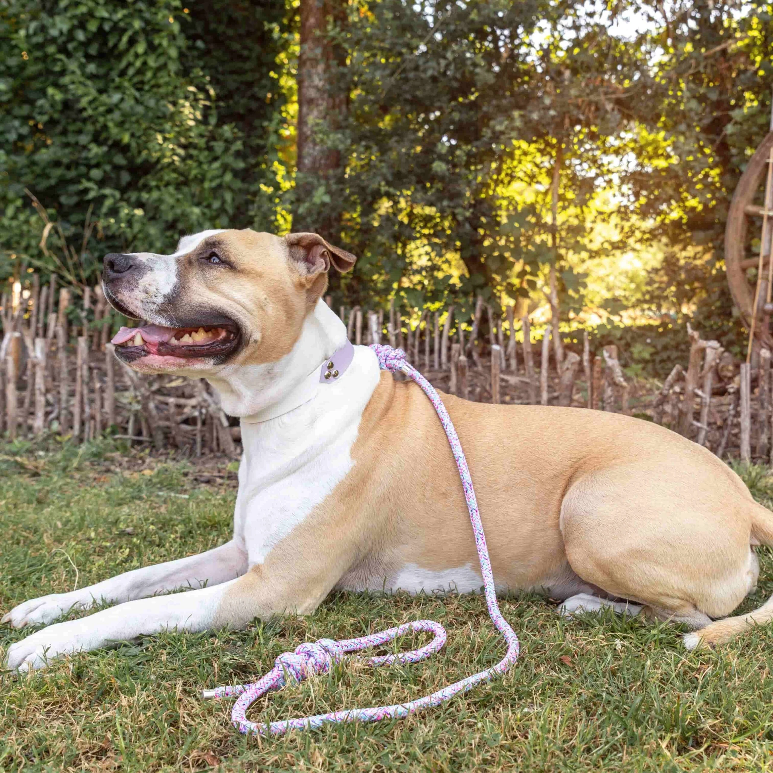 Laisse et collier biothane chien