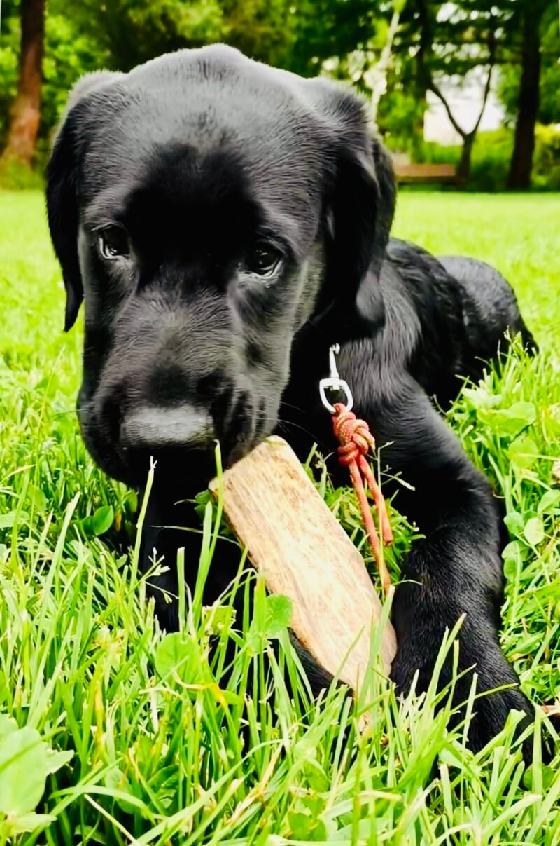 Chien qui mastique un bois de daim