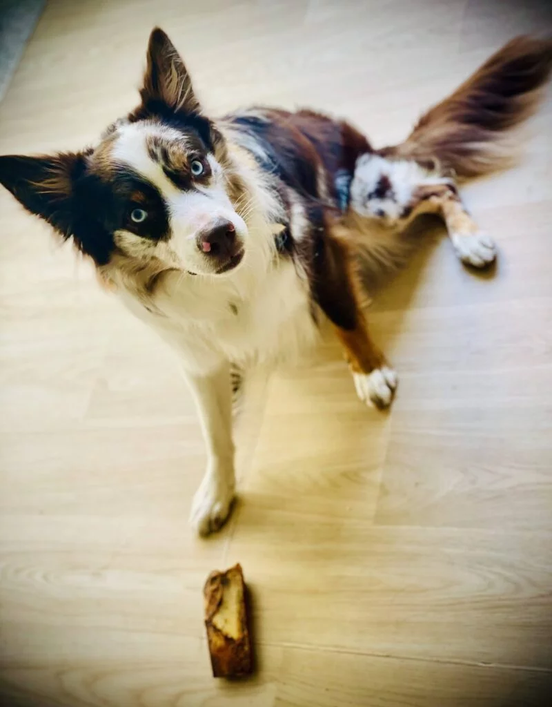 Chien qui mange une côte de veau séchée