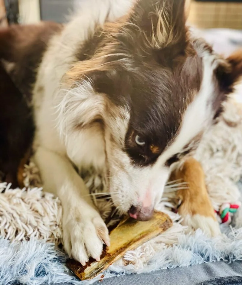 Chien qui mange une côte de veau séchée