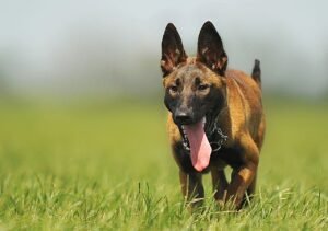 Malinois dans l'herbe