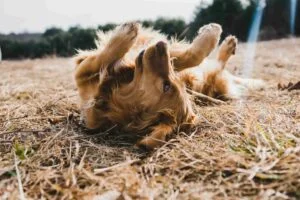 Chien dans un champs