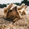 Chien dans un champs