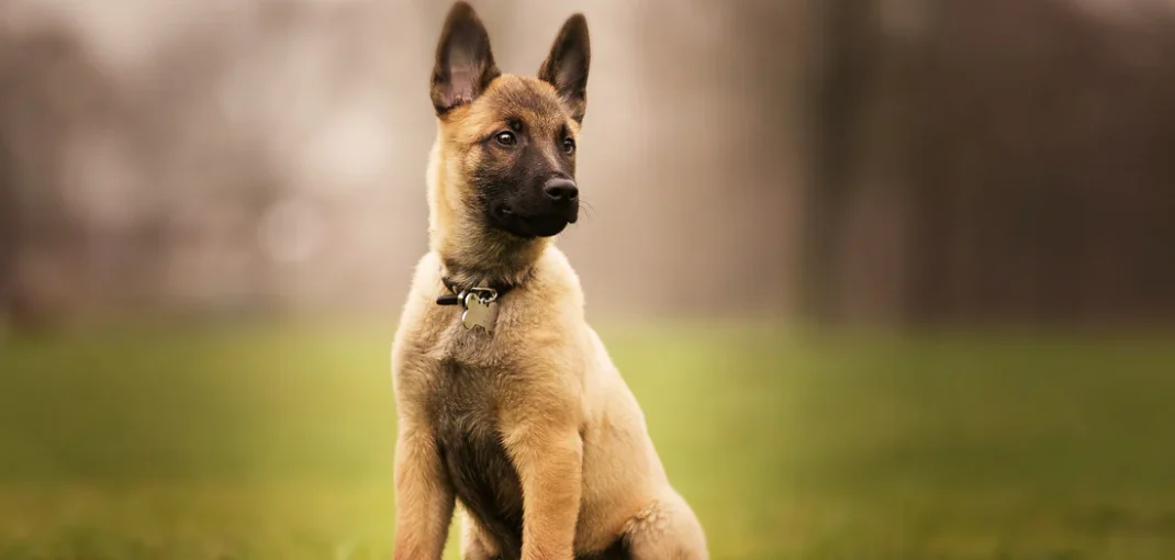 Berger Belge Malinois dans l'herbe