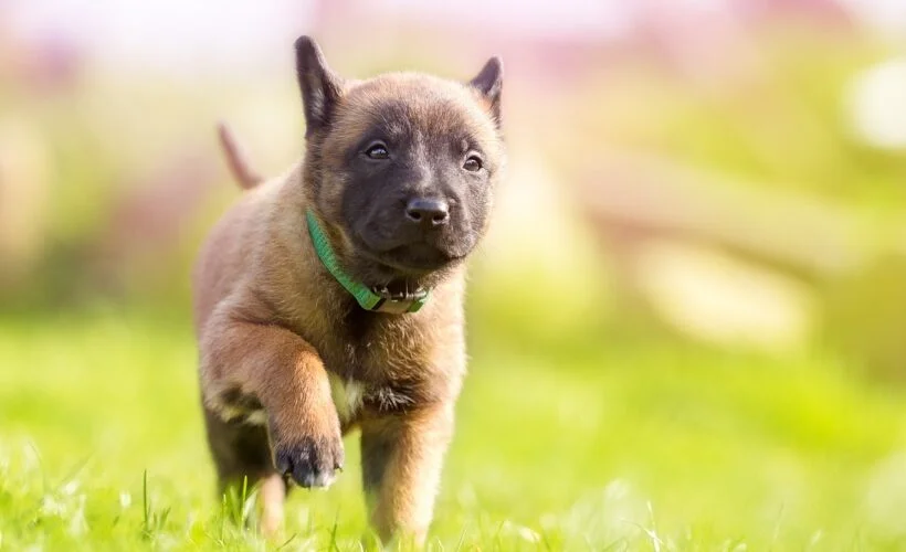 Combien de temps sortir son chiot ?