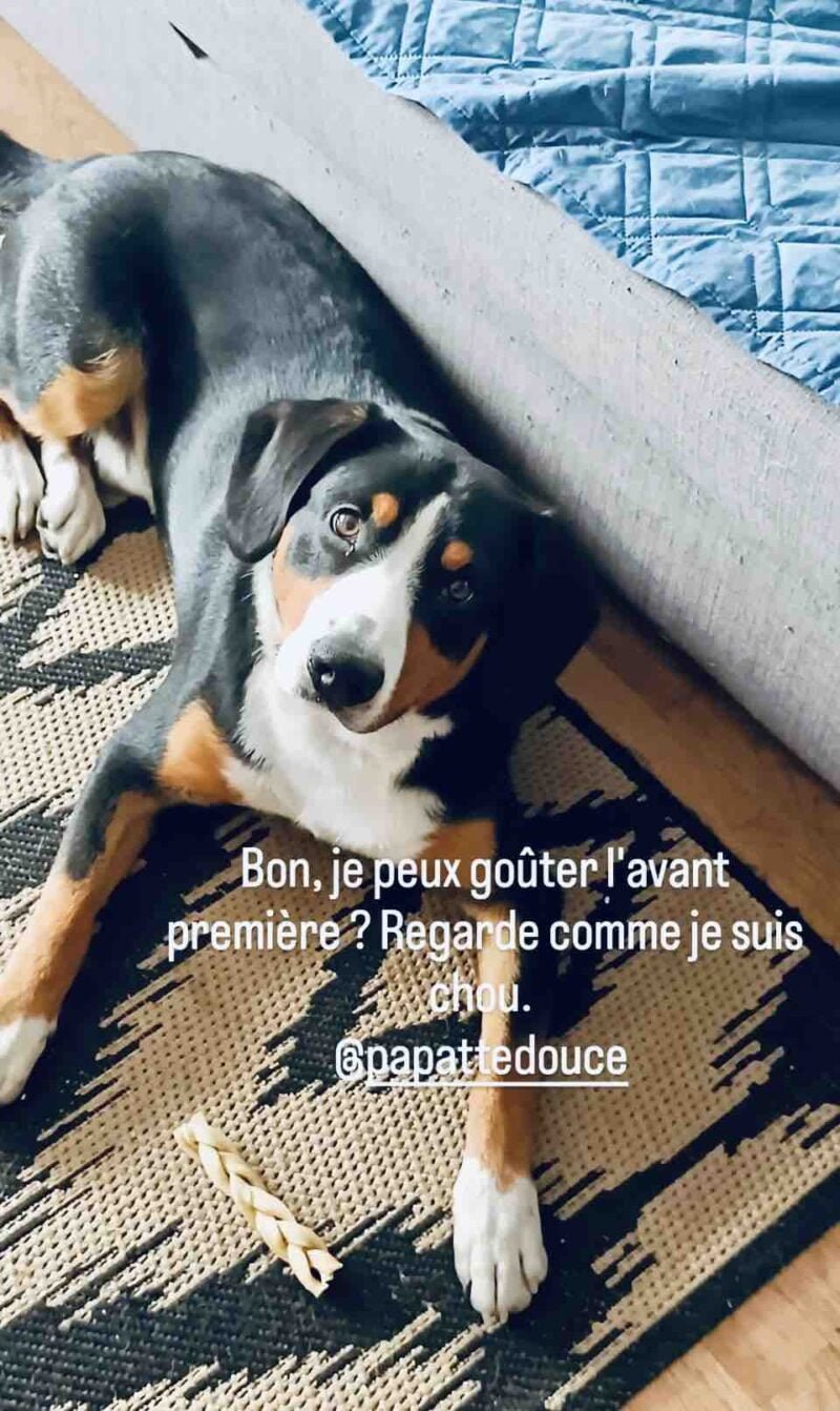 Chien qui mange une peau de buffle tressée