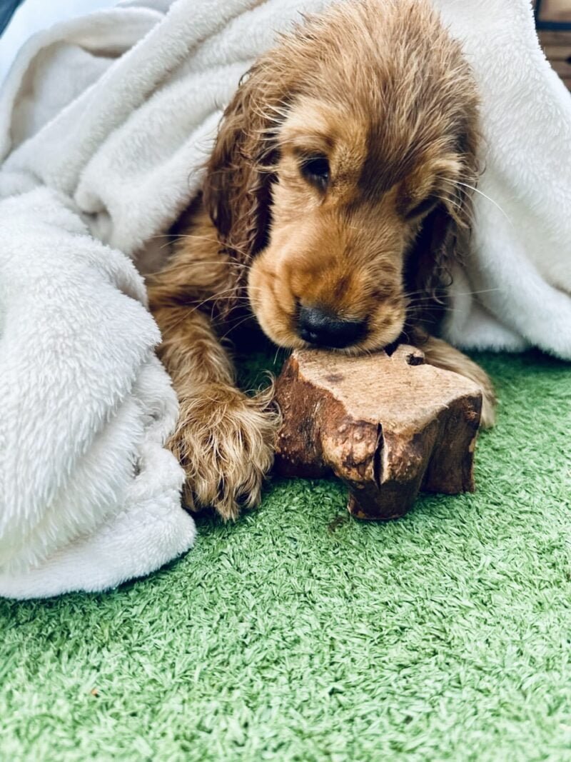 Chiot cocker qui mange une racine de bruyère