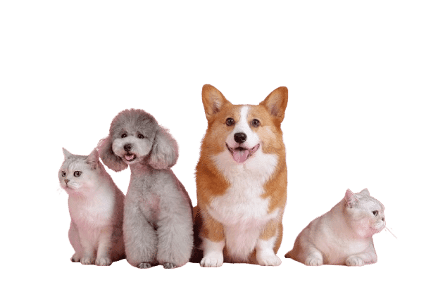 Bande de chiens et de chats mignons