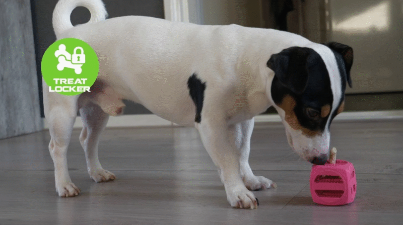 Jouet Dog Comets Pollux