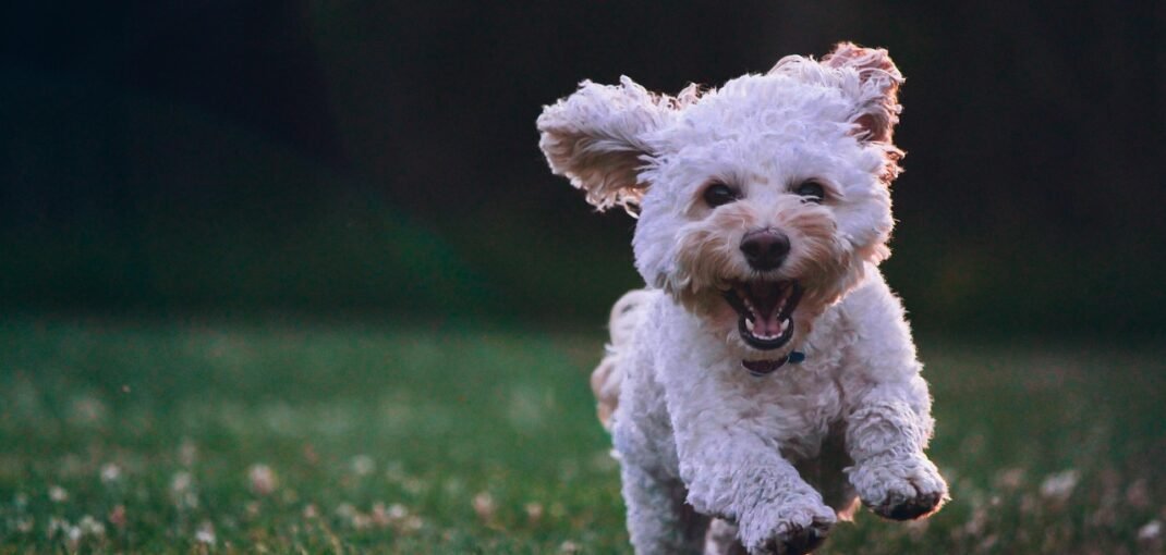 Caniche