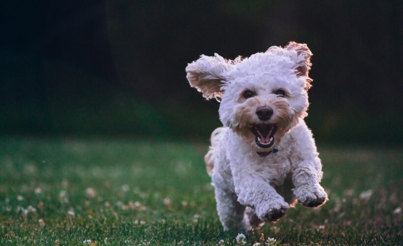 Caniche
