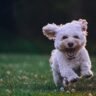 Caniche