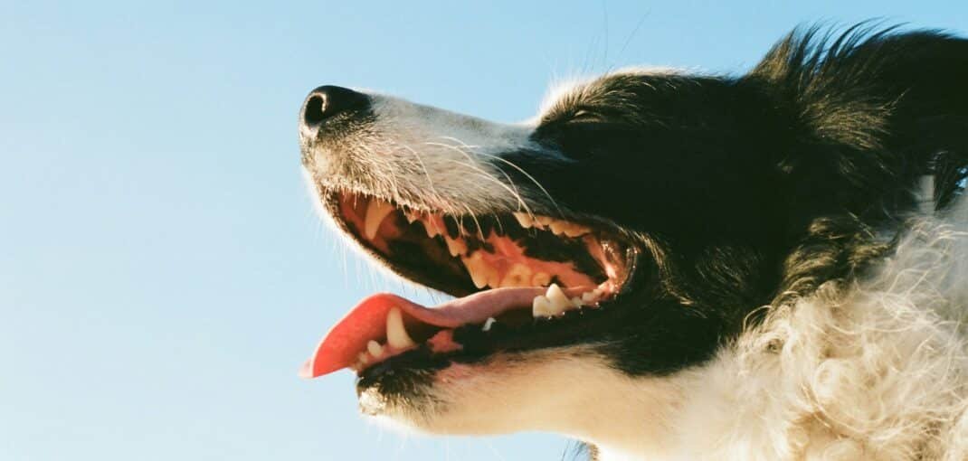 La dentition du chien