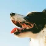 Chien Border Collie heureux