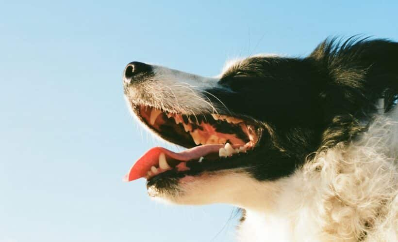 La dentition du chien