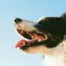 La dentition du chien