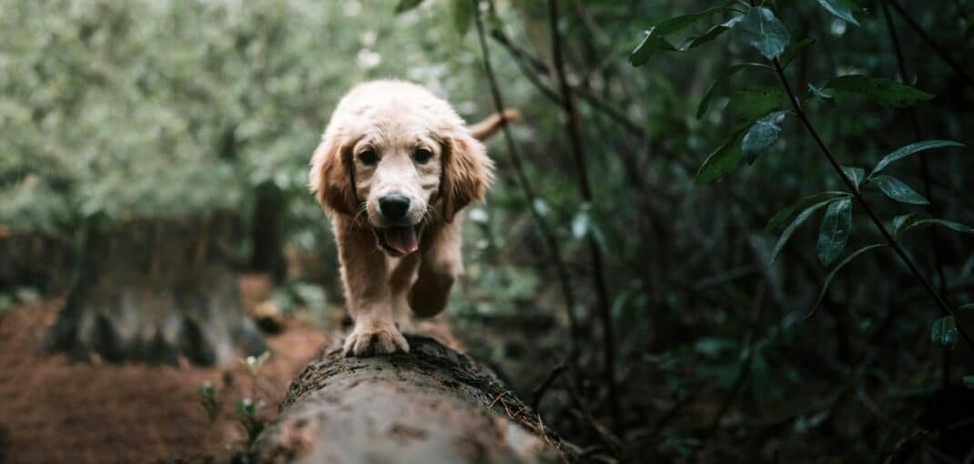 Les dangers des glands pour les chiens