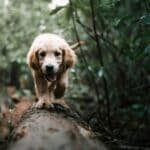 Les dangers des glands pour les chiens