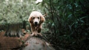Les dangers des glands pour les chiens