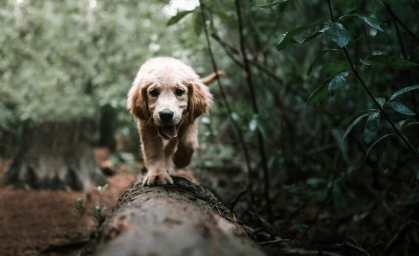 Les dangers des glands pour les chiens