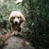 Les dangers des glands pour les chiens