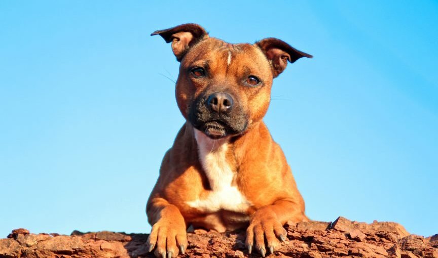 Staffordshire Bull Terrier