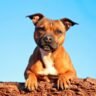 Staffordshire Bull Terrier